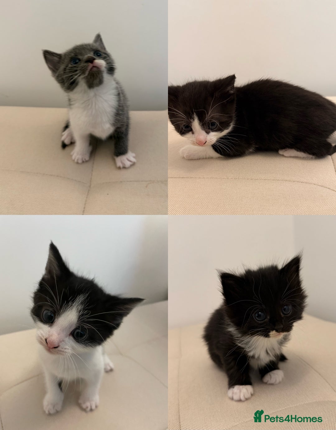 British Longhair cats for sale: 4 Beautiful Kittens  - Image 1