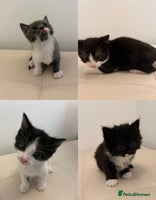 British Longhair cats - Advert 3