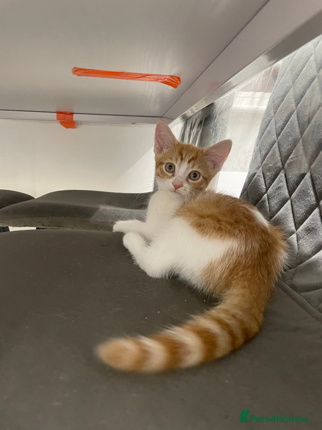 Mixed Breed cats for sale: Kittens for free  - Image 3