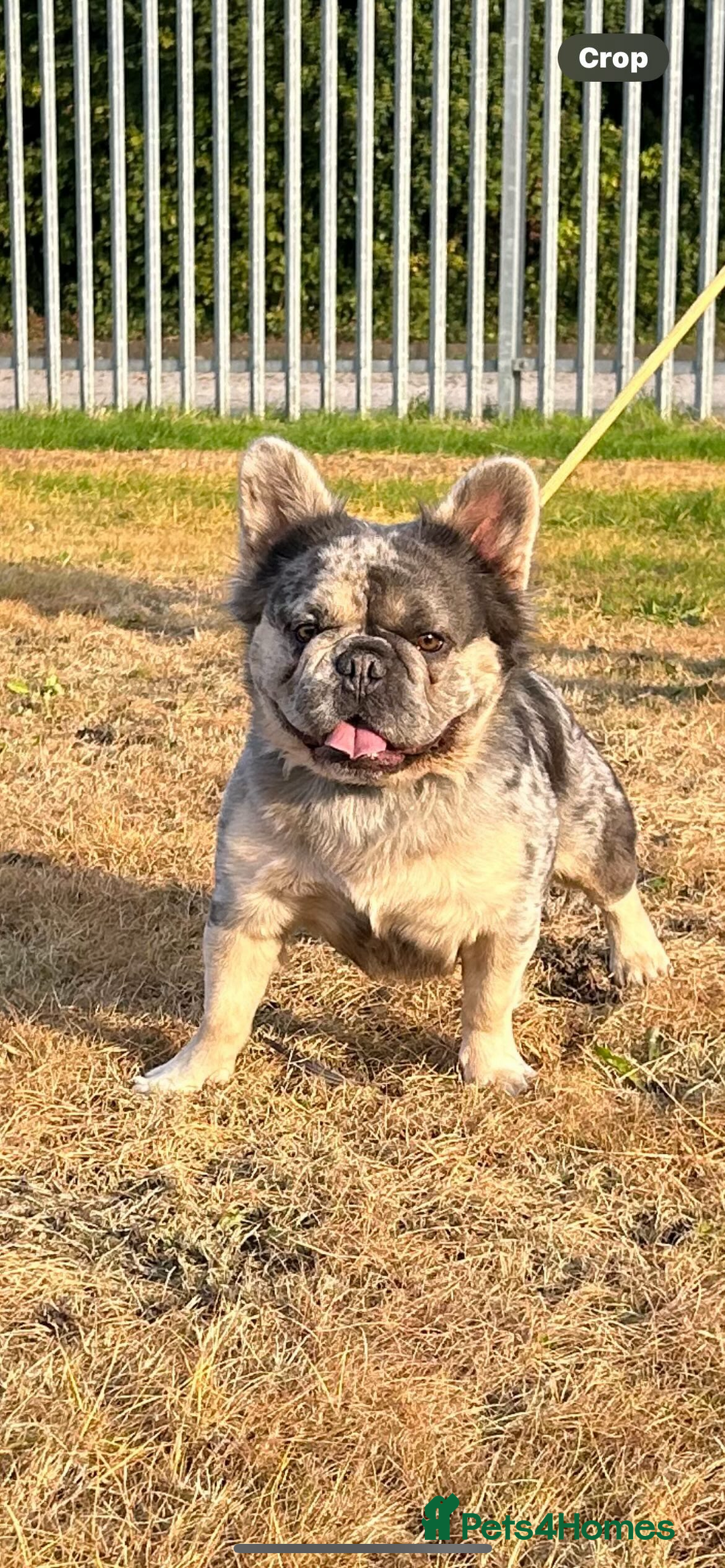 French Bulldog dogs for stud: Visual fluffy French bulldog stud - Advert 4