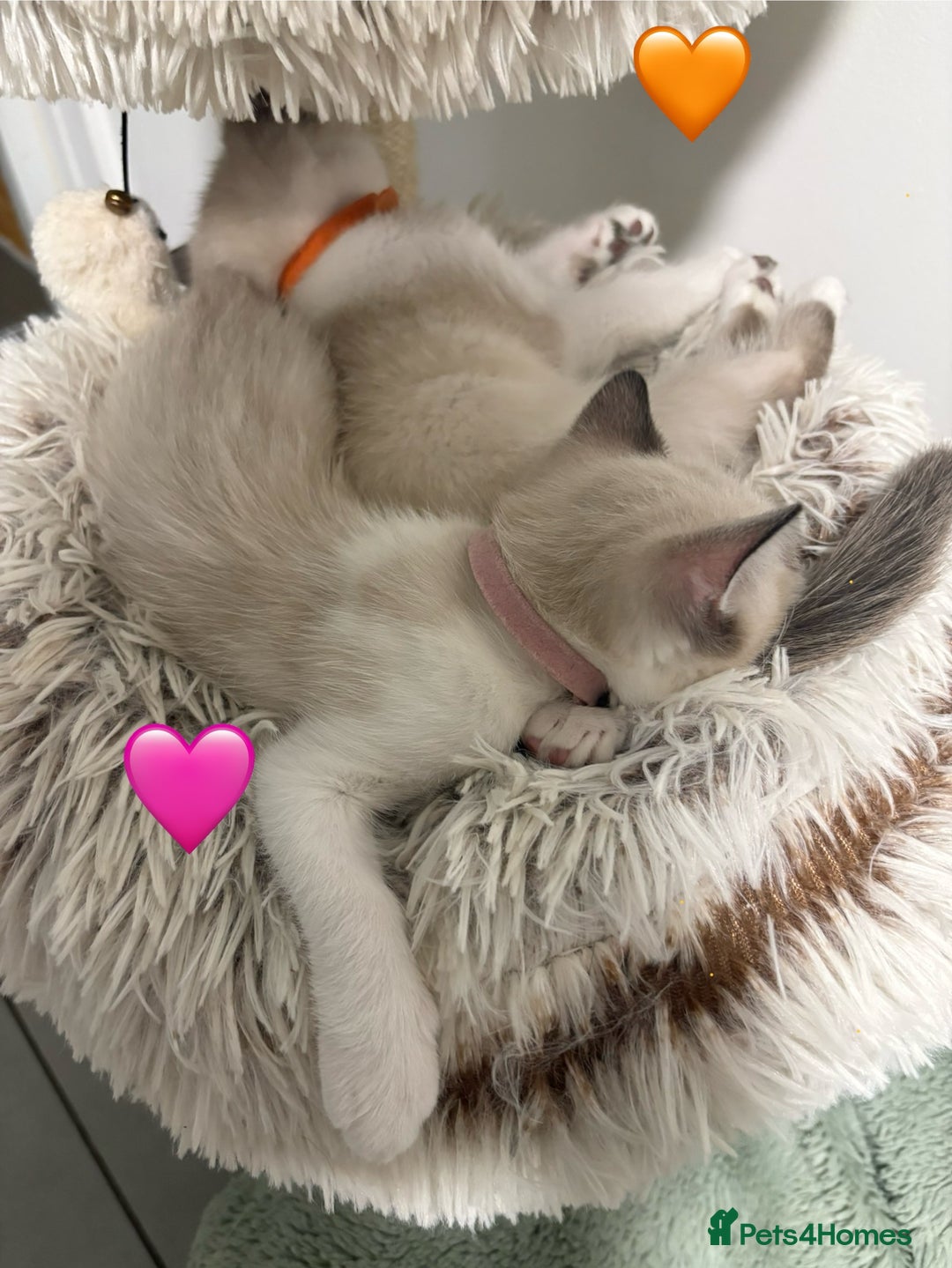 Ragdoll cats for sale: Looking for perfect furry companion? - Advert 16