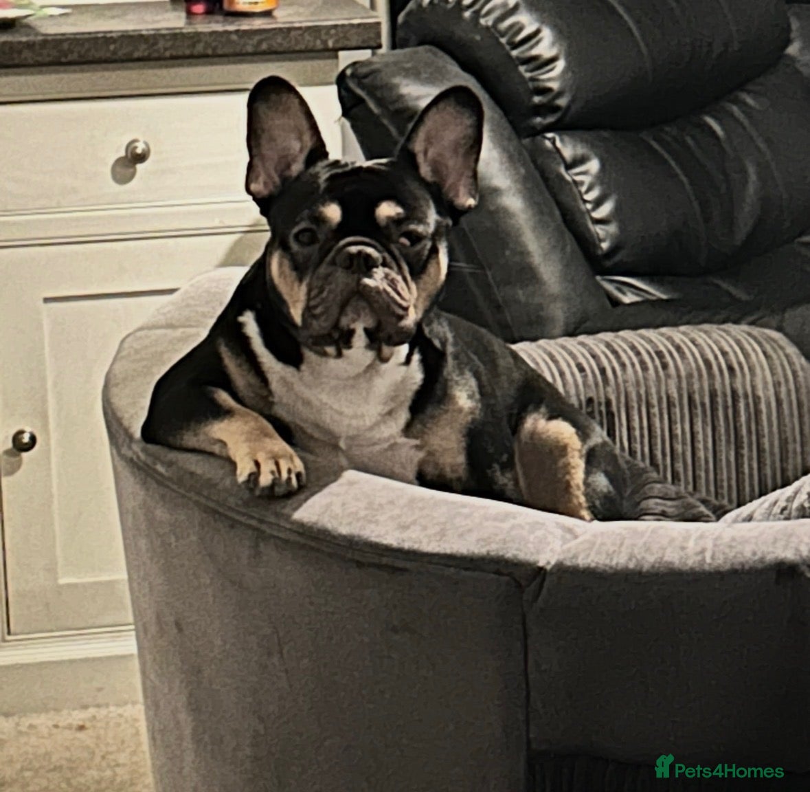 French Bulldog dogs Bruno - Advert 1