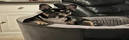 French Bulldog dogs for sale: Bruno - Advert 1