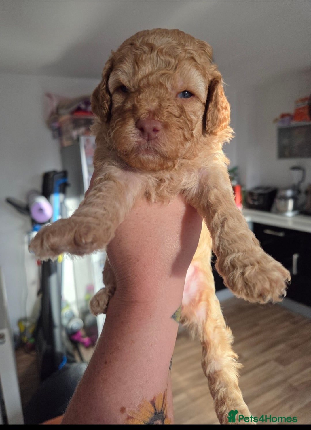 Cockapoo dogs for sale: F2 Cockapoo puppies  - Image 12