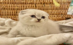 British Shorthair cats for sale: 🧸EXCEPTIONAL QUALITY PURE BREED BSH TEDDY BEARS🧸 - Advert 11