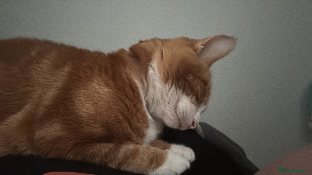 Mixed Breed cats for sale: Marla ginger cat  - Advert 5