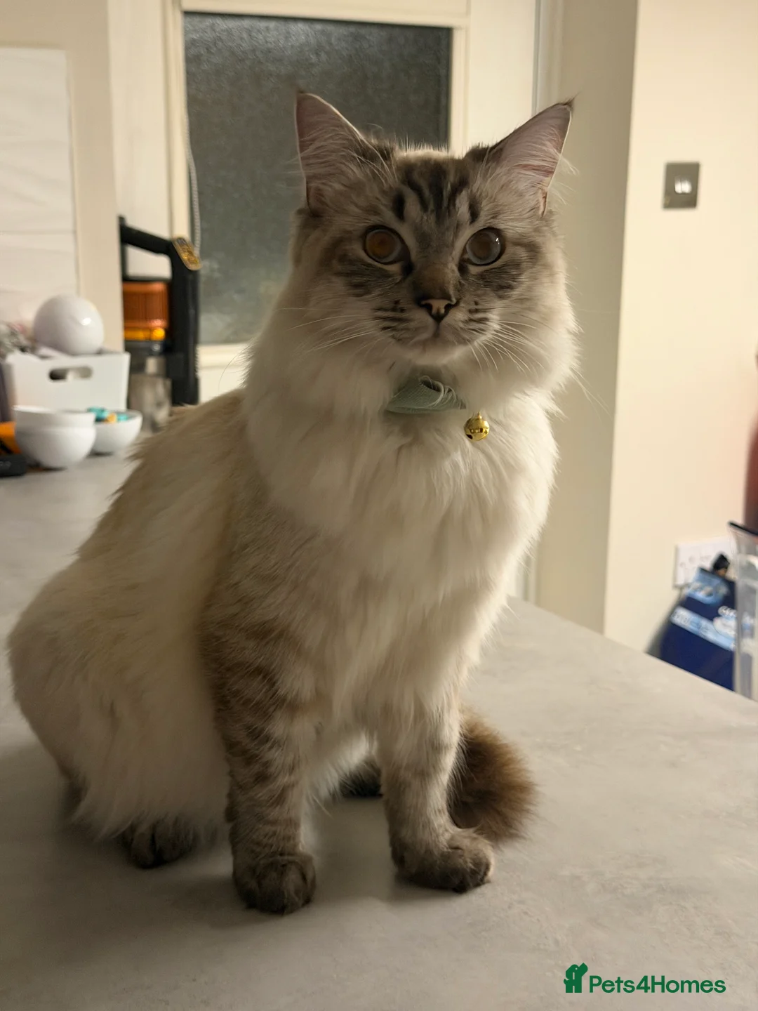 Ragdoll cats for sale: Male Ragdoll - Advert 2