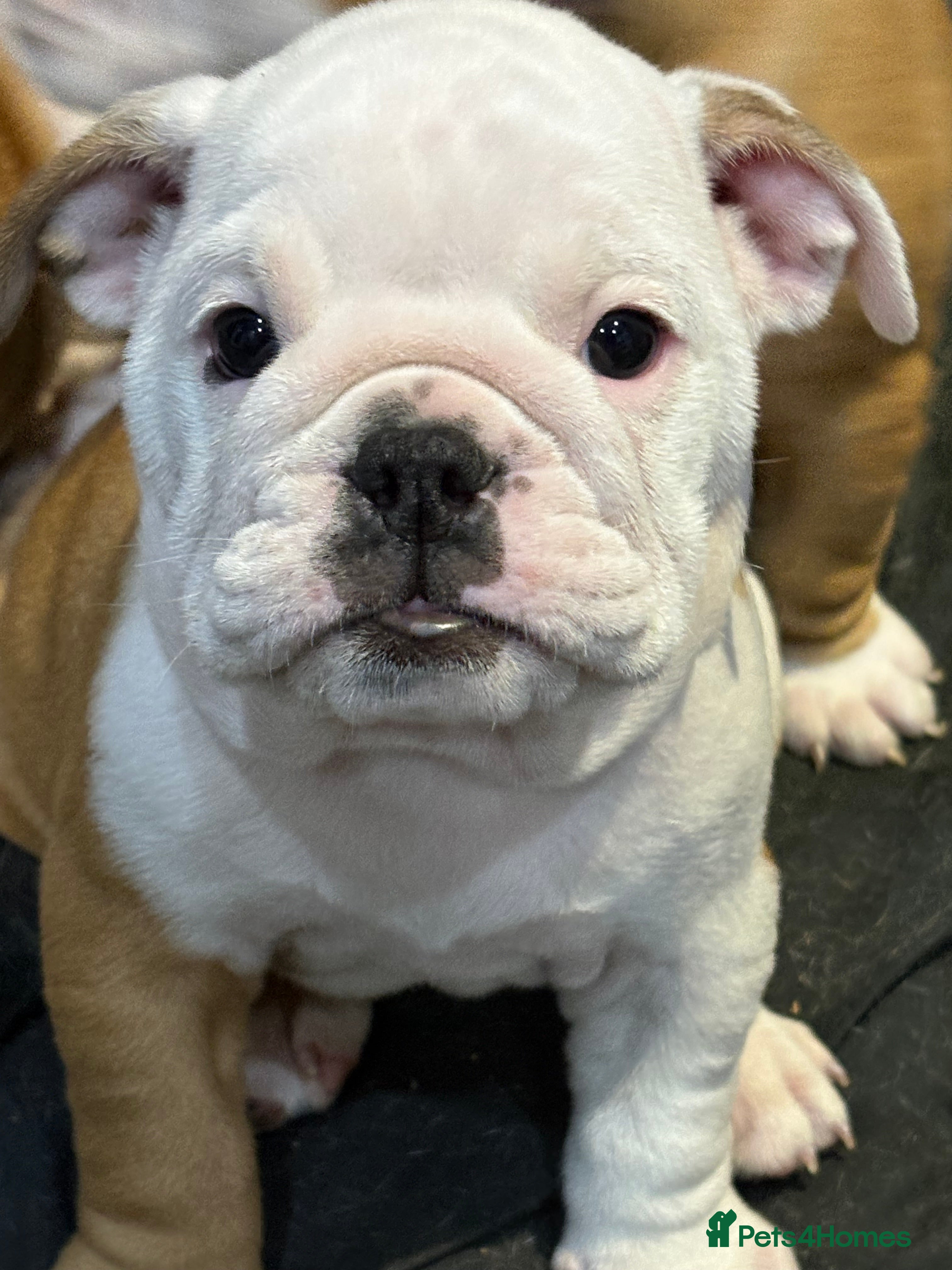 English Bulldog dogs Health tested Kc traditional red & white bulldogs - Advert 2