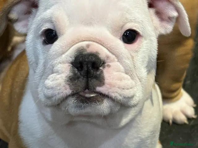 English Bulldog dogs Health tested Kc traditional red & white bulldogs - Advert 2