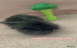 Mini Lion Lop rabbits for sale: Lion dutch lops - Image 4