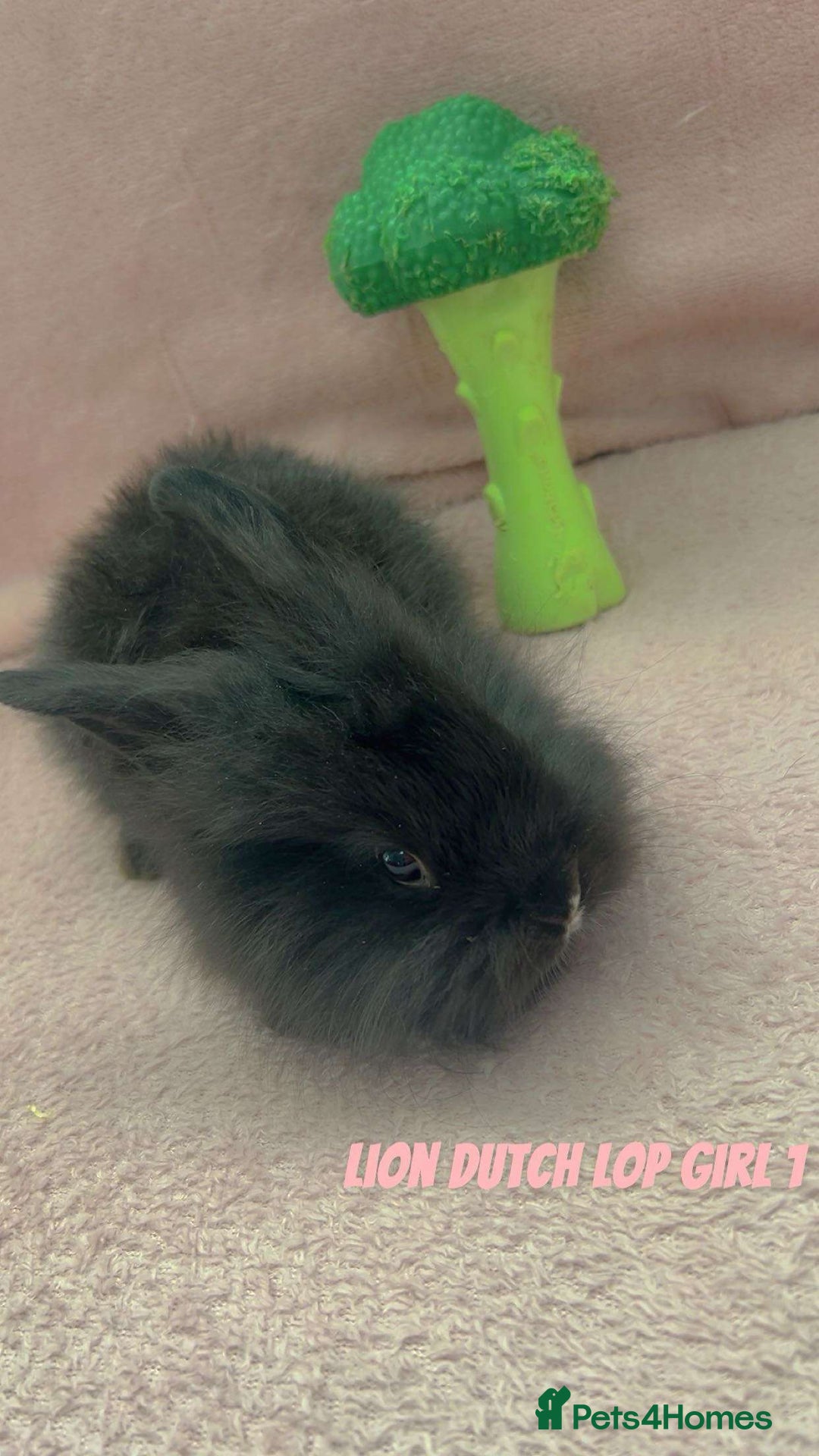 Mini Lion Lop rabbits for sale: Lion dutch lops - Image 4