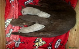 British Shorthair cats for sale: Gccf Champion Sired British Shorthair Kittens  - Image 5