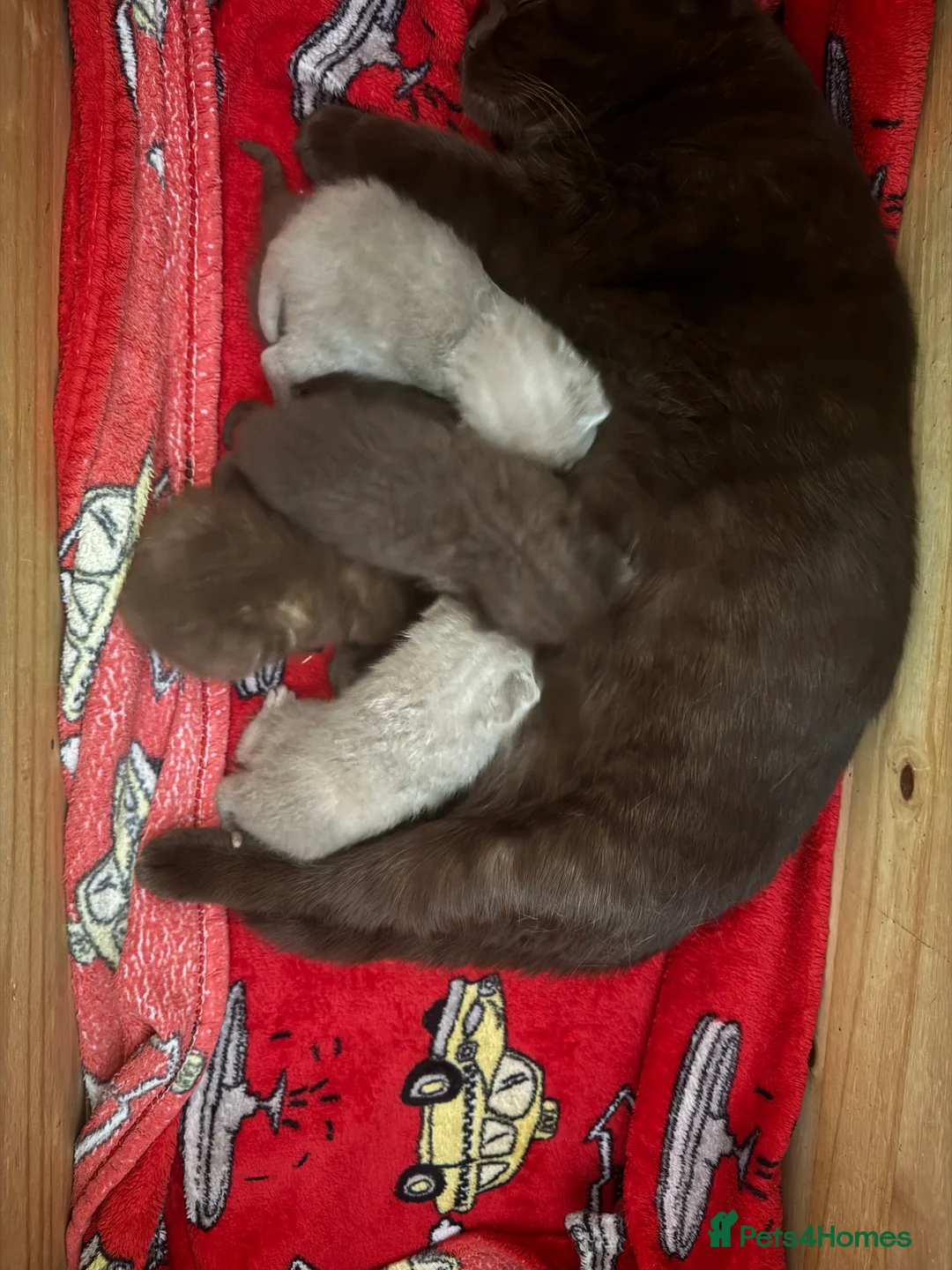 British Shorthair cats for sale: Gccf British Shorthair kitten READY NOW - Advert 12