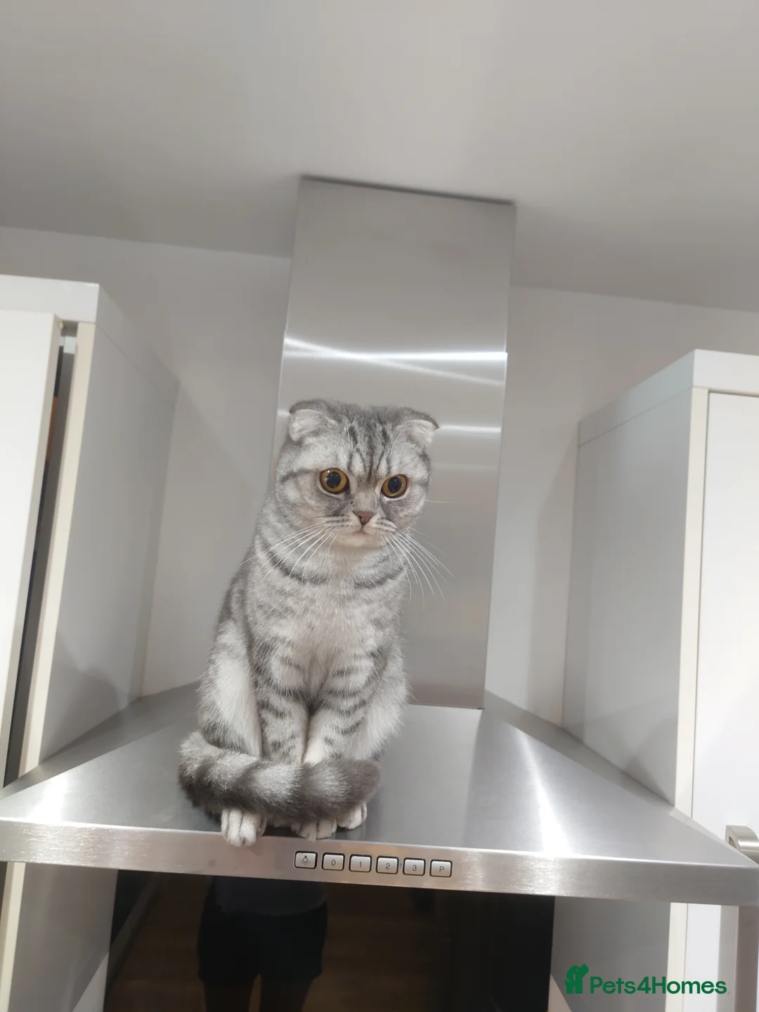 Scottish Fold cats for sale: Scottish Fold girl and British Shorthair boy - Advert 2