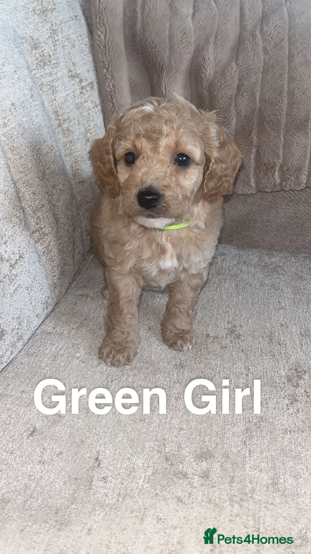 Cockapoo dogs for sale: Red Cockerpoo Puppies - Advert 2