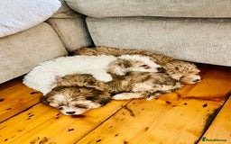 Cavapoochon dogs for sale: 6 beautiful Cavapoochons for sale. Wilmslow. - Image 20
