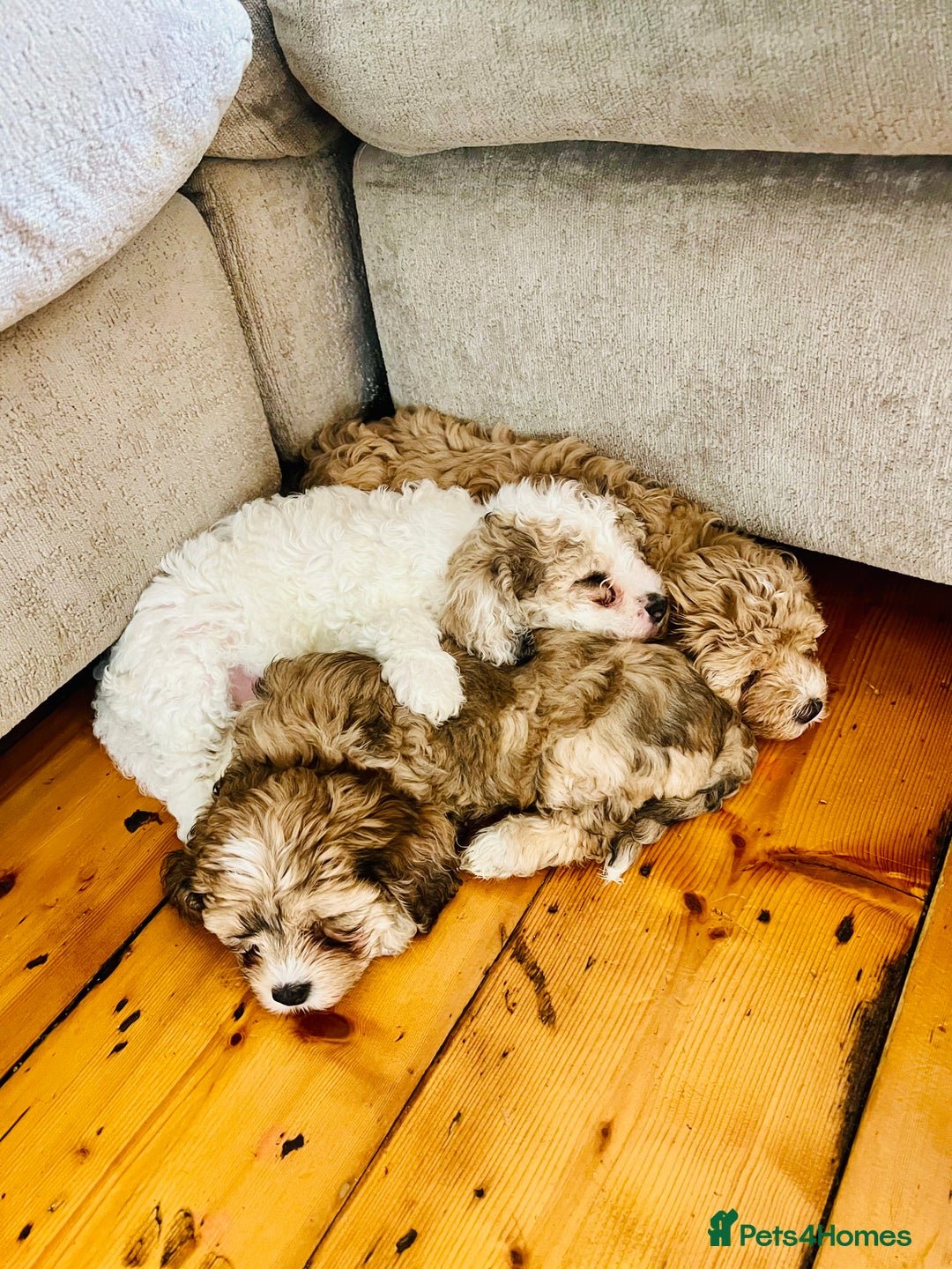 Cavapoochon dogs for sale: 6 beautiful Cavapoochons for sale. Wilmslow. - Image 20