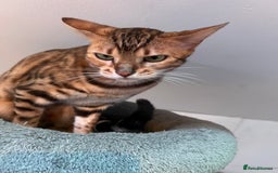 Bengal cats for sale: Nala the Bengal - Image 2