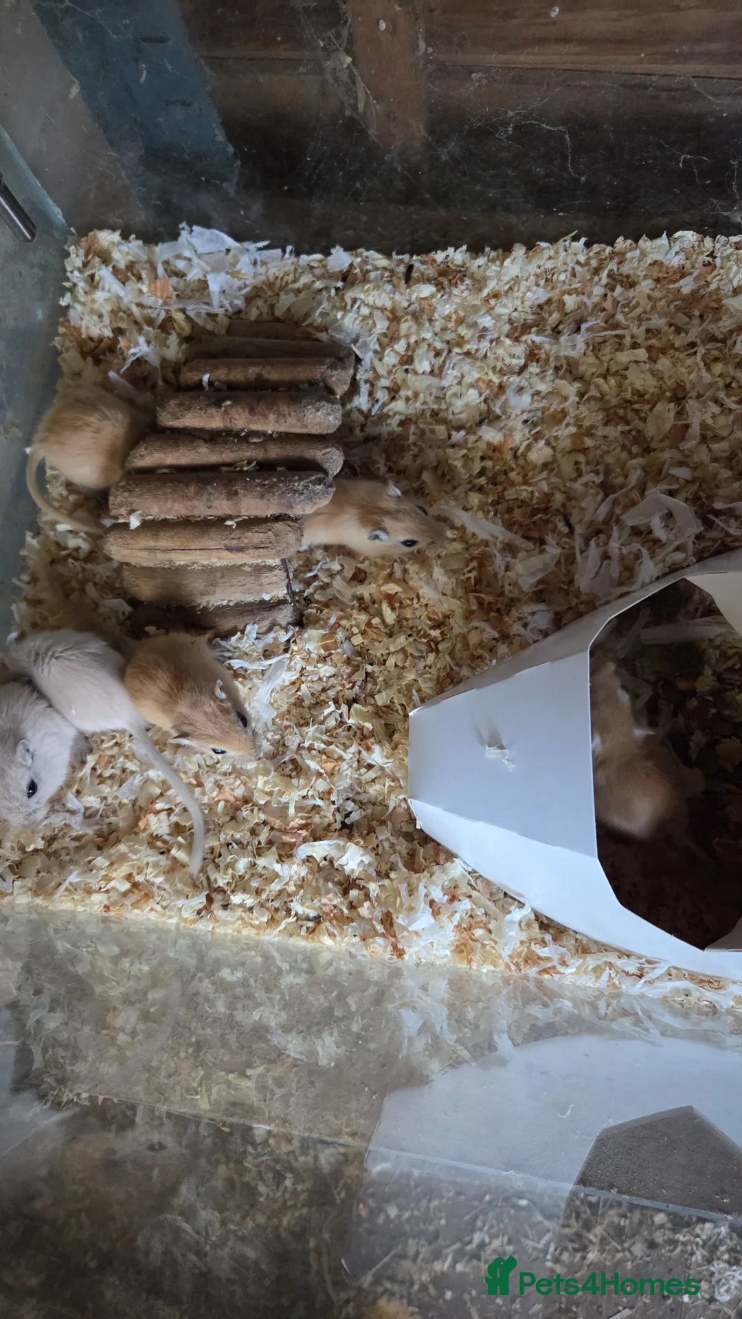 Gerbil rodents for sale: Gerbils for sale - Advert 2