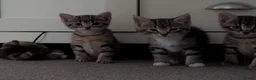 Mixed Breed cats for sale: Four beautiful tabby kittens - Advert 8