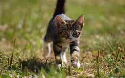 Mixed Breed cats for sale: Stunning kittens looking for loving home  - Image 8