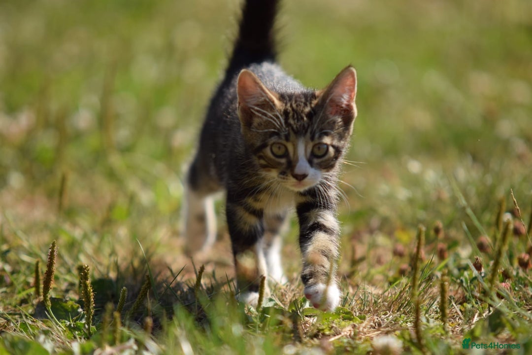 Mixed Breed cats for sale: Stunning kittens looking for loving home  - Image 8