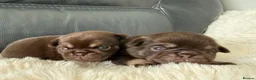 Pug dogs for sale: Kc chocolate and tan pug puppies  - Advert 15