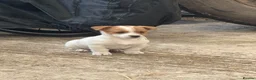Jack Russell dogs for sale: LAST LITTLE GIRL LEFT WHITE AND TAN READY TO GO - Advert 2