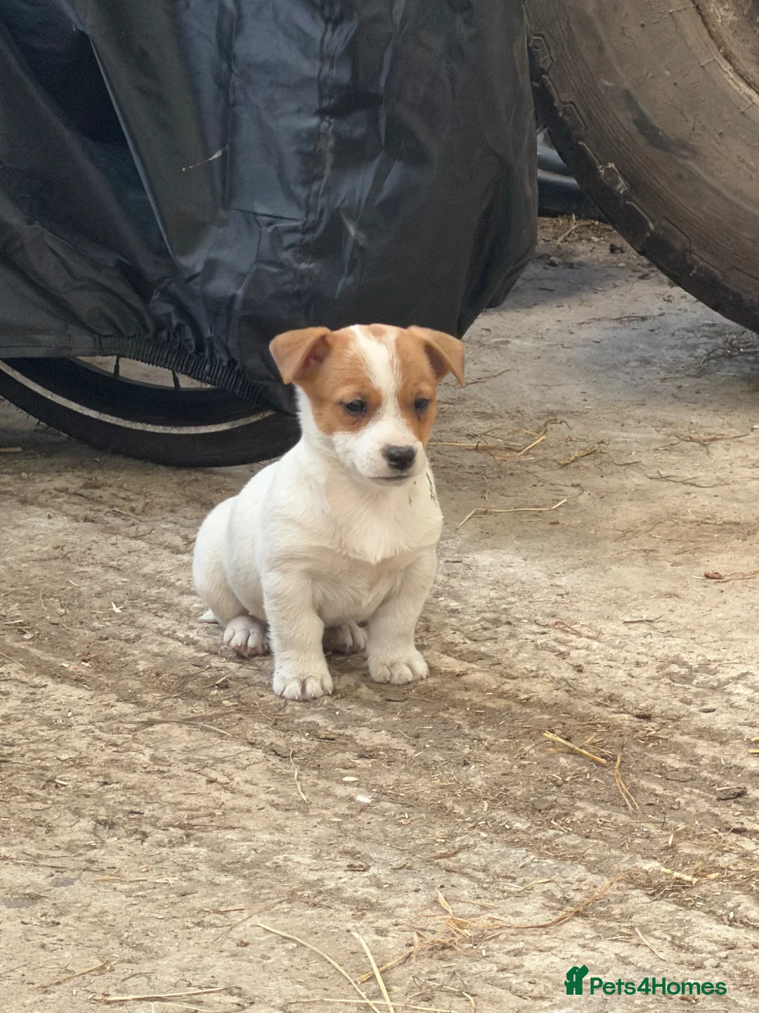Jack Russell dogs for sale: LAST LITTLE GIRL LEFT WHITE AND TAN READY TO GO - Advert 2