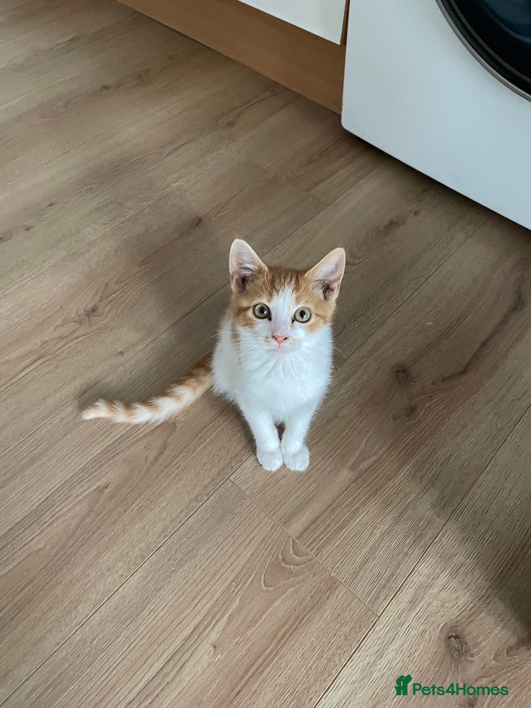 Domestic Shorthair cats for sale: Rare Ginger Female Kitten - Image 2