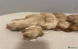 Cockapoo dogs for sale: Pra clear f1 cockpoo - Image 15