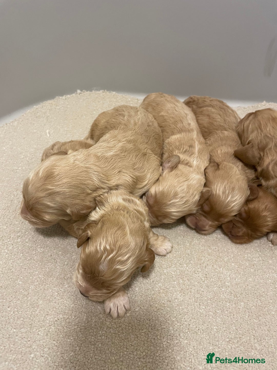 Cockapoo dogs for sale: Pra clear f1 cockpoo - Image 15