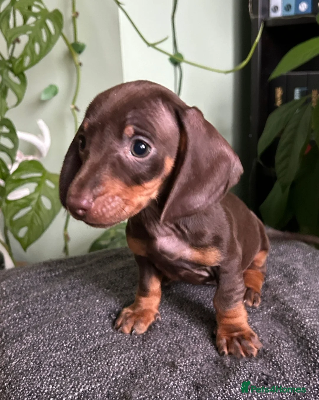 Dachshund dogs for sale: Full Pedigree Dachshund ❤️🧡💚🩵 - Advert 2