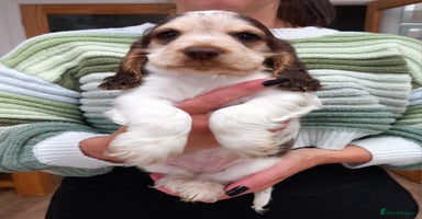 Cocker Spaniel dogs - Advert 2