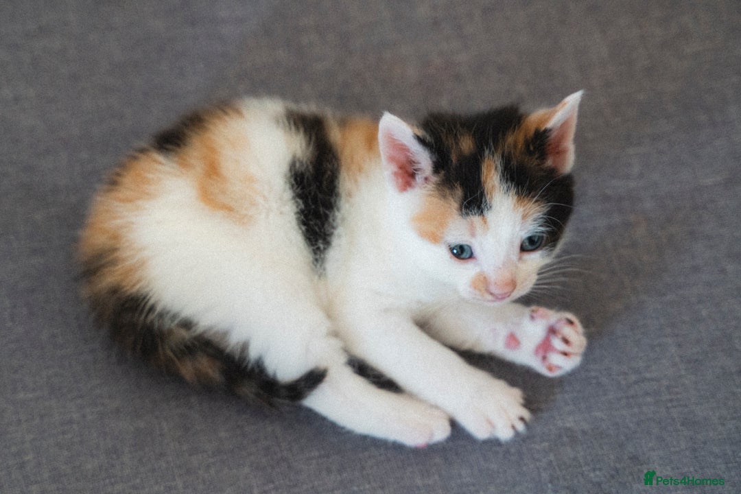 Mixed Breed cats for sale: 4 LOVEY CATS in ESSEX - 2 MALE & 2 FEMALE  - Image 9