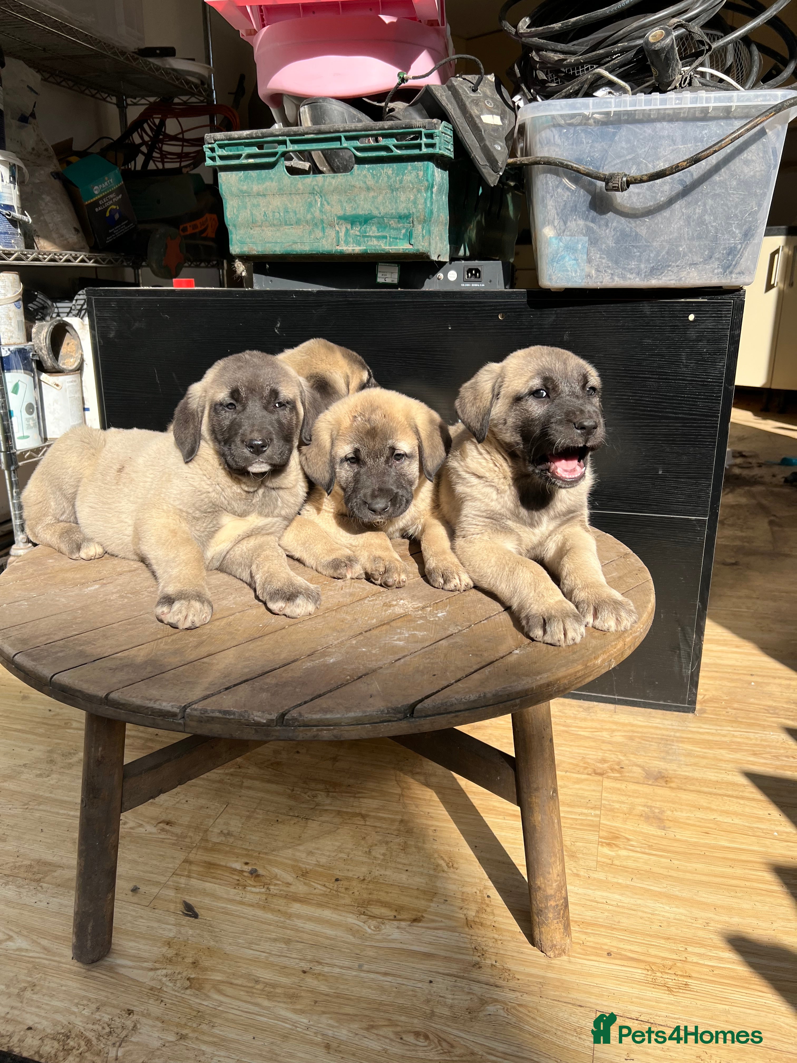 Turkish Kangal dogs Turkish Kangal puppies  - Advert 1
