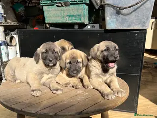 Turkish Kangal dogs Turkish Kangal puppies - Advert 2