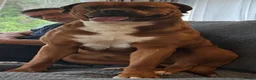 Mixed Breed dogs for sale: Boxer x Rottweiler. (Boxweiler) in Worcester - Advert 8