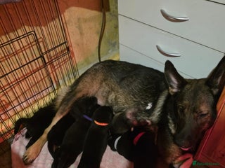 Shepsky dogs Shepski pups - Advert 2