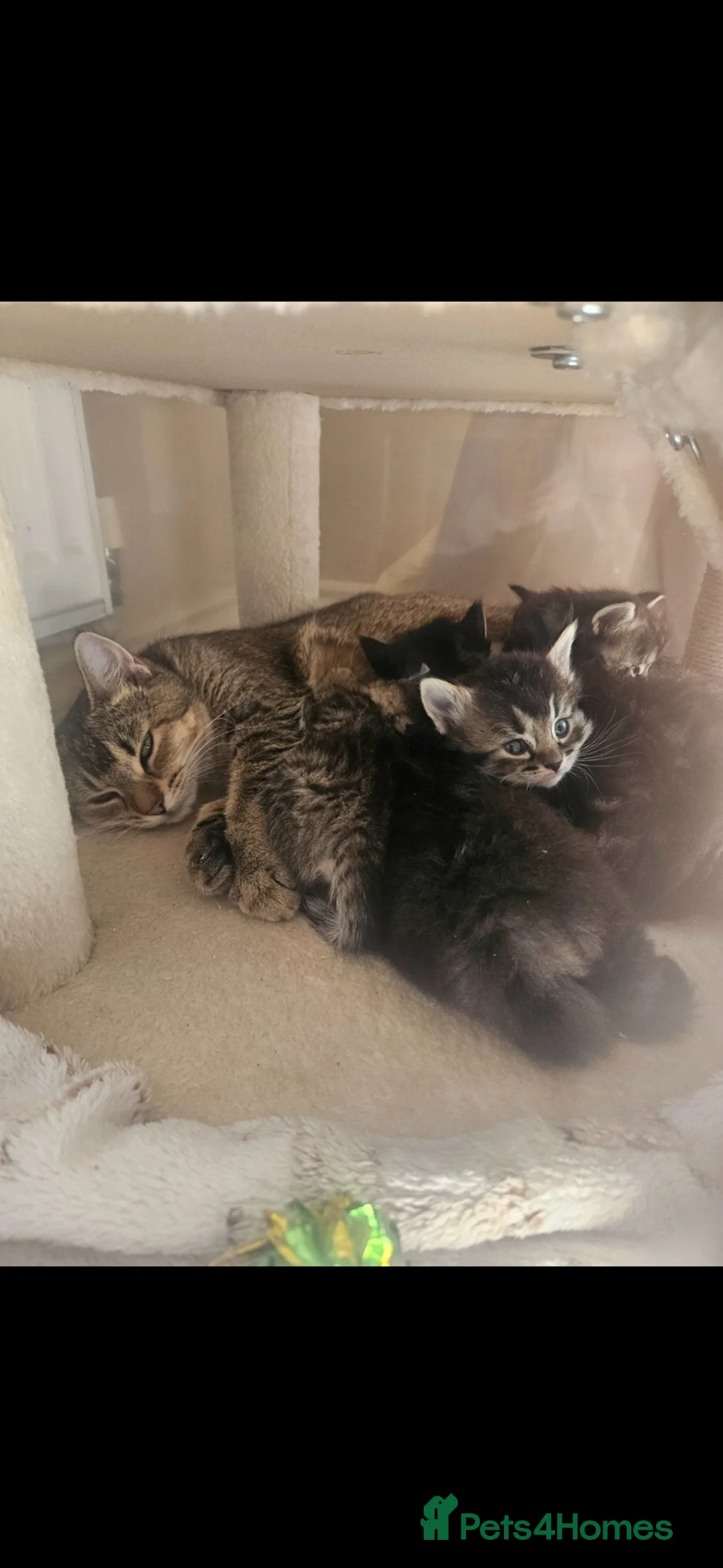 Mixed Breed cats for sale: Ragdoll Tabby Cross - Advert 11