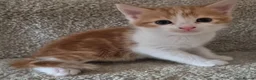 Mixed Breed cats for sale: 7 kittens for sale in Lincoln - Advert 10