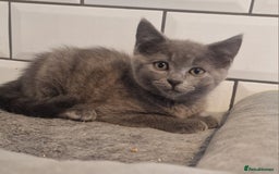 British Shorthair cats for sale: British shorthair x - Image 1