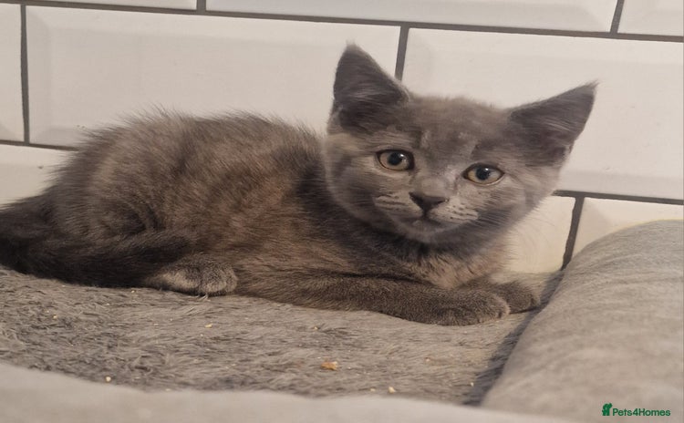British Shorthair cats - Advert 1