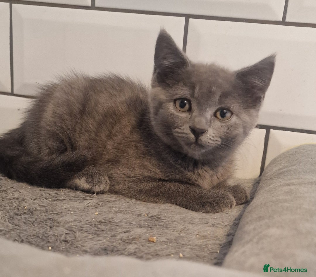 British Shorthair cats for sale: British shorthair x - Image 1