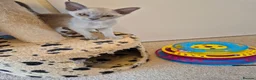 Burmese cats for sale: Gorgeous Pedigree Burmese Kittens - Advert 7