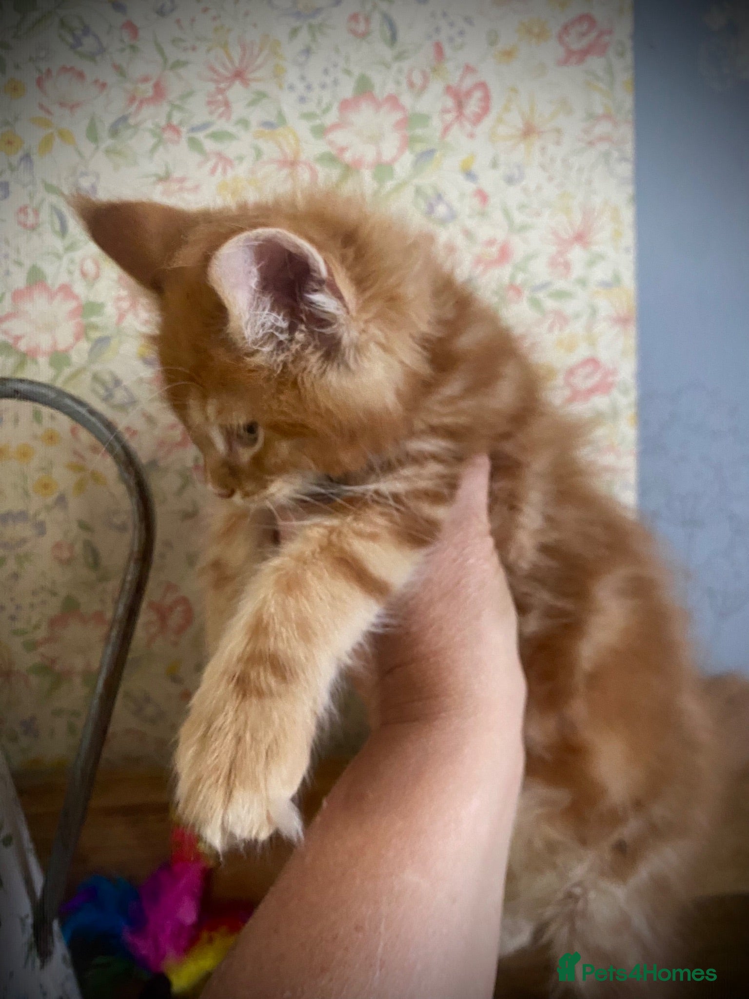 Maine Coon cats Full Maine Coon Russian Maine coon Kittens Males  - Advert 2