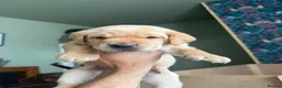 Labrador Retriever dogs for sale: KC Reg Fox Red / Blonde  Lab Puppies – Home Reared - Advert 32