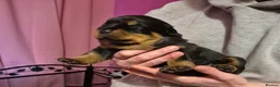 Rottweiler dogs for sale: Three lovely rotty pups - Advert 2