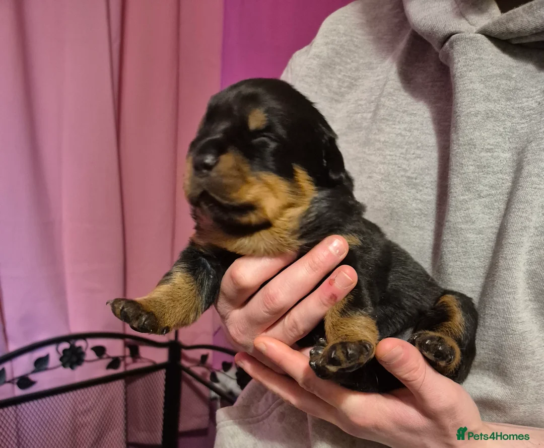 Rottweiler dogs for sale: Three lovely rotty pups - Advert 2