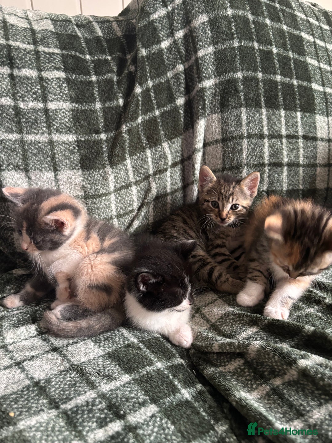 Domestic Shorthair cats for sale: Beautiful shorthair mixed colour kittens  - Image 12
